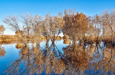 51: Bosque -2026-112