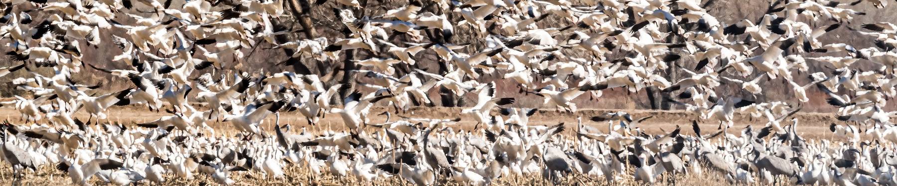 Click to show or hide the buttons