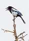 45: Alaska_2026-136