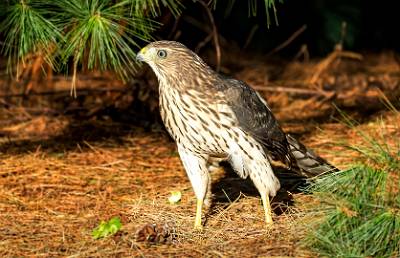 10: 08-03 Cooper Hawk-1