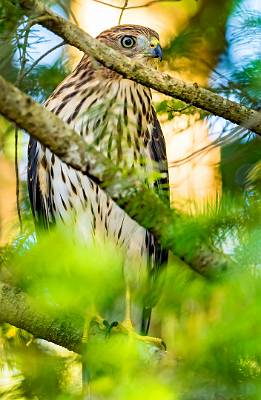 15: 08-03 Cooper Hawk-2