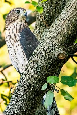 11: 08-03 Cooper Hawk-3