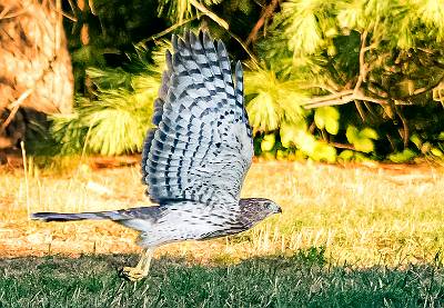 12: 08-03 Cooper Hawk-4