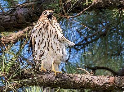 8: 08-06 Cooper Hawk-1