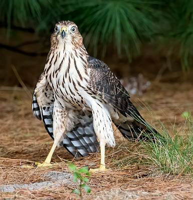 13: 08-06 Cooper Hawk-2