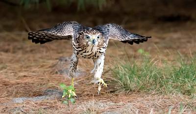 3: 08-06 Cooper Hawk-3