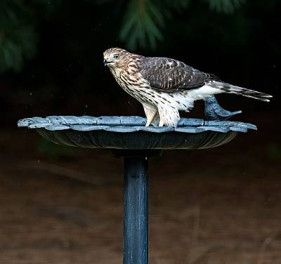 2: 08-06 Cooper Hawk-5