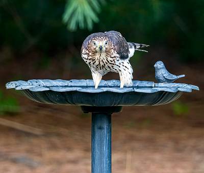 4: 08-06 Cooper Hawk-6