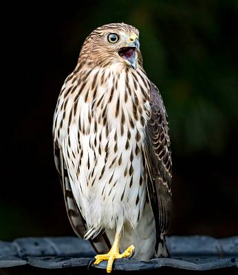 5: 08-06 Cooper Hawk-7