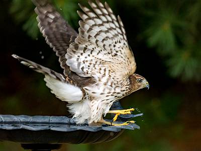 6: 08-06 Cooper Hawk-8