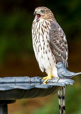 7: 08-06 Cooper Hawk-9