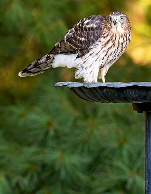 14: 08-07 Cooper Hawk-1