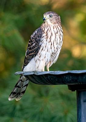 9: 08-07 Cooper Hawk-2