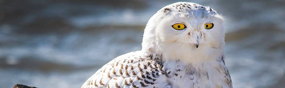 Click to show or hide the buttons