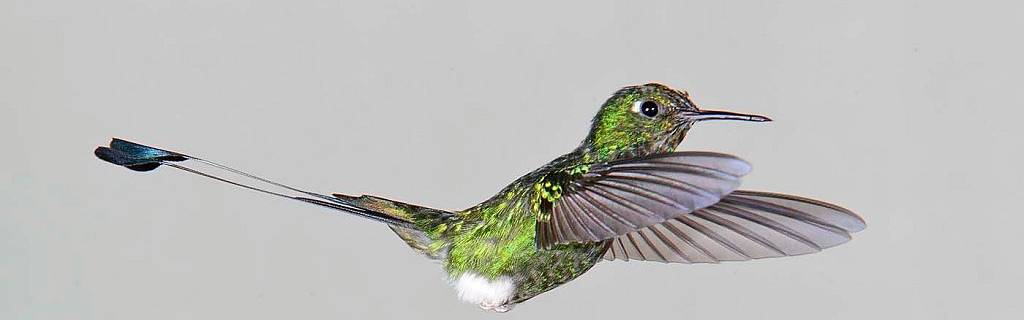 Click to show or hide the buttons