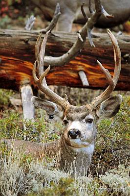 31: rocky_mtn_09