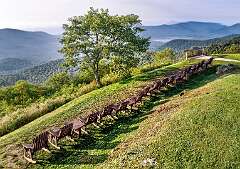 9: Weaverville2025--16