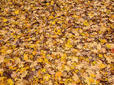 13: AutumnInCT-12