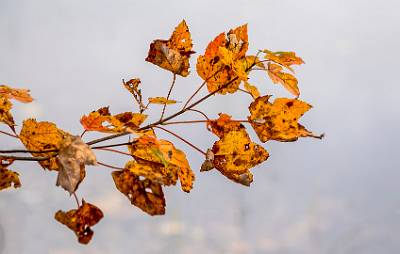 15: AutumnInCT-14