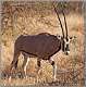 27: samburu_002
