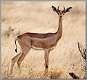 26: samburu_005