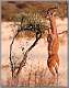 25: samburu_012