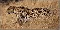 22: samburu_048