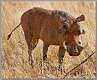 20: samburu_051