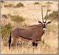 19: samburu_054