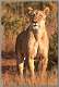 18: samburu_059