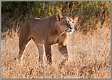 17: samburu_060