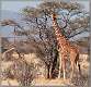 16: samburu_063