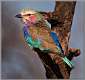 12: samburu_085