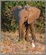 11: samburu_121
