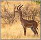 10: samburu_126