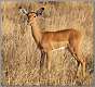 9: samburu_128