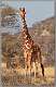 8: samburu_131
