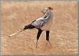 5: samburu_142