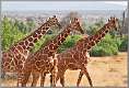 4: samburu_149