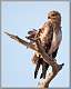 3: samburu_151