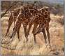 1: samburu_173