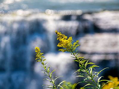 11: Letchworth-10