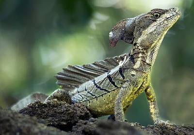 96: CostaRica_2023-107