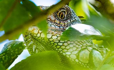 37: CostaRica_2023-40
