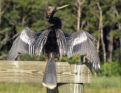 1: Anhinga-1