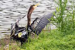 2: Anhinga-2