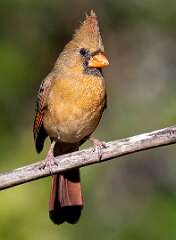 9: Cardinal - Northern-2