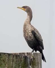 14: Cormorant - Double-crested-1