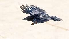 19: Crow - Fish-2