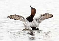 28: Duck - Canvasback-2